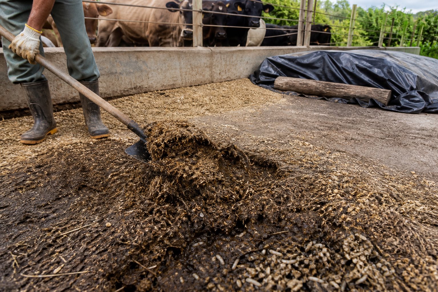 Mosca-dos-estábulos: como eliminar criadouros na propriedade