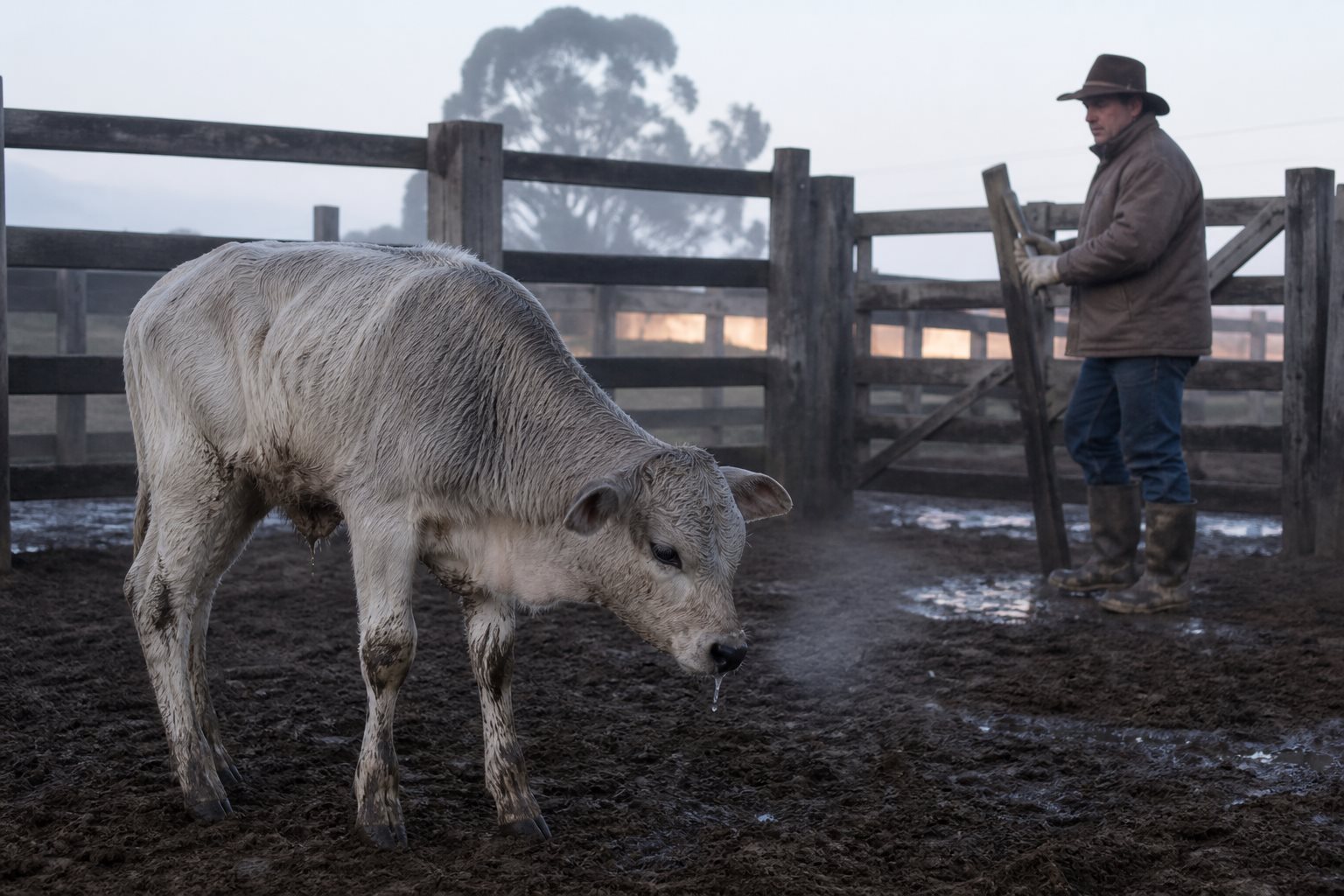 Pneumonia bovina no inverno: sintomas, prevenção e quando agir