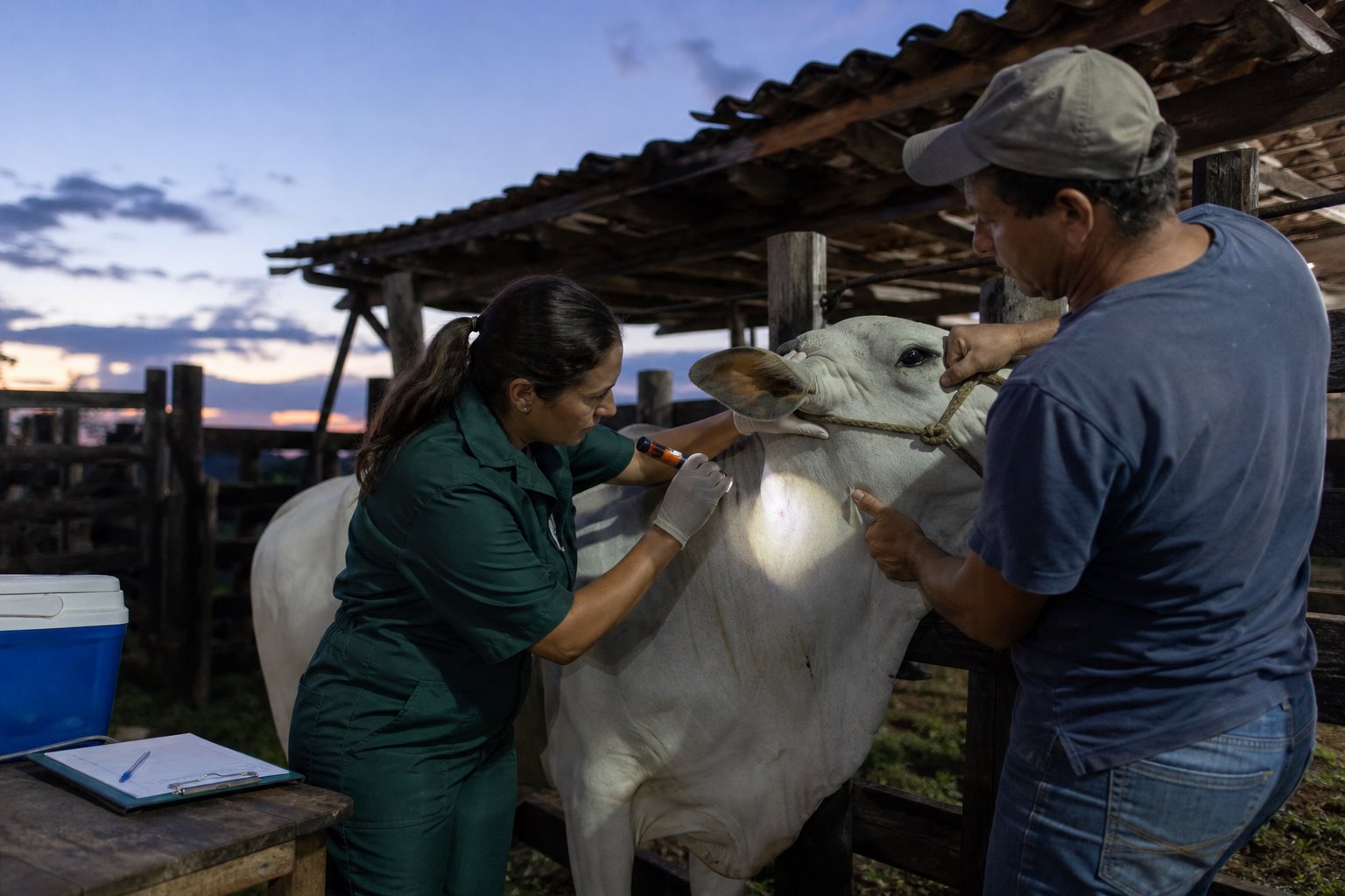 Raiva bovina: sintomas, ataque de morcegos, notificação e vacinação